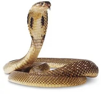 comhdhéanamh cobra rí